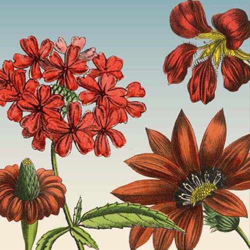 Bloemenkaart getekende bloemen in rood