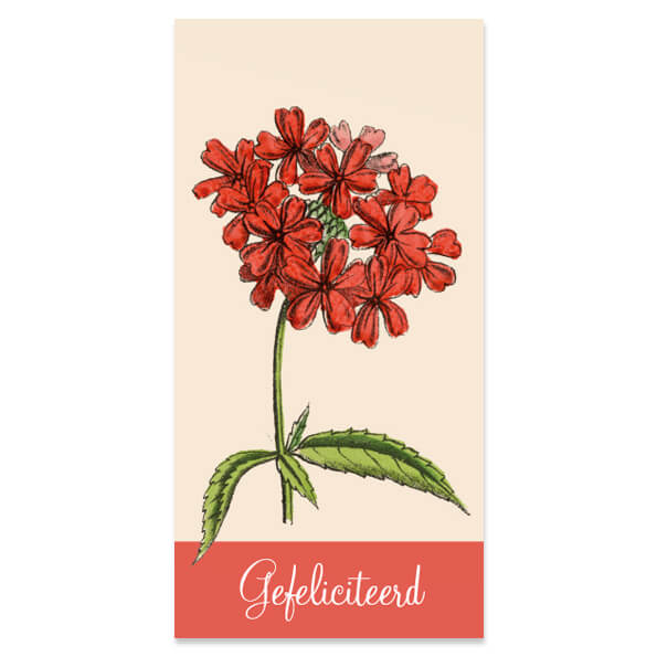 Kadokaartjes Gefeliciteerd, met gaatje