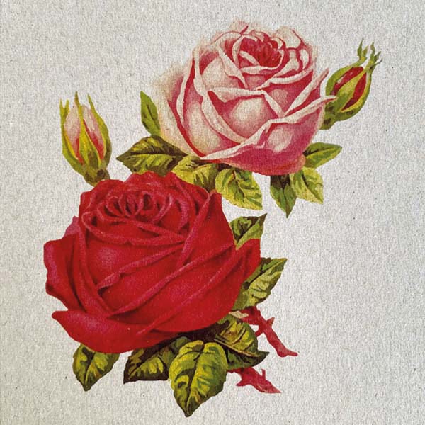Kaarten met bloemen, rode en roze Roos