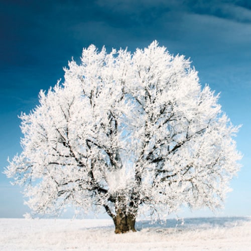 Kerstkaart met mooi besneeuwde boom, geen tekst