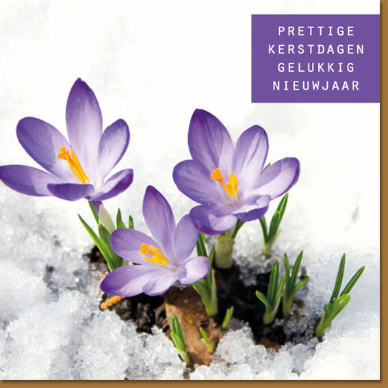 Kerstkaart met krokussen in de sneeuw.