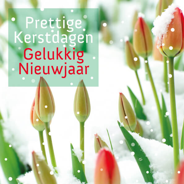 Kerstkaart voor Alzheimer Nederland met tulpen in de sneeuw