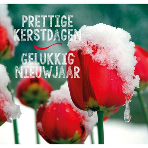 Kerstkaart besneeuwde tulpen rood