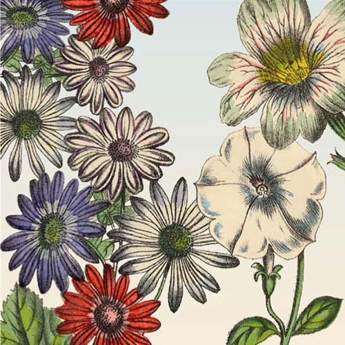 kaarten bloemen botanisch tekening in rood, wit en paars