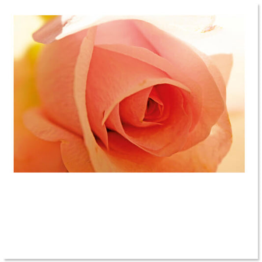 Bloemenkaart Roos in pastel, zonder envelop