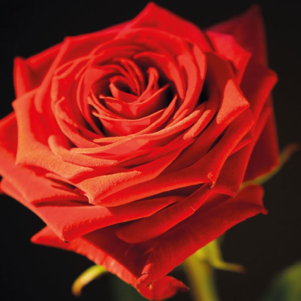 Bloemenkaart rode Roos, zonder tekst