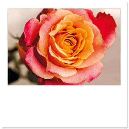 Bloemenkaarten roos in pastelkleuren