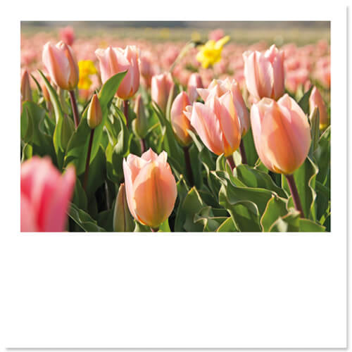 Bloemenkaart Tulpen op veld