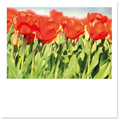 Bloemenkaart Rode tulpen op bollenveld