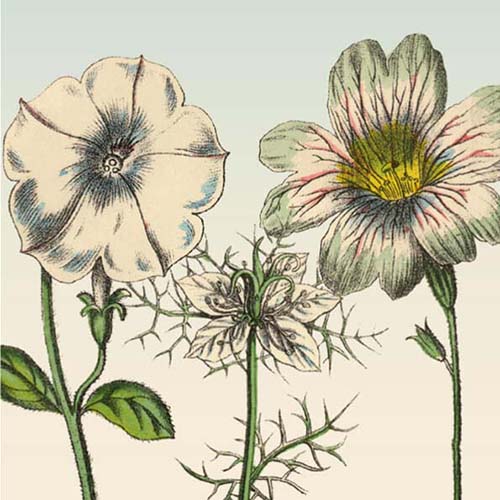 Bloemen kaart witte bloemen in retro stijl