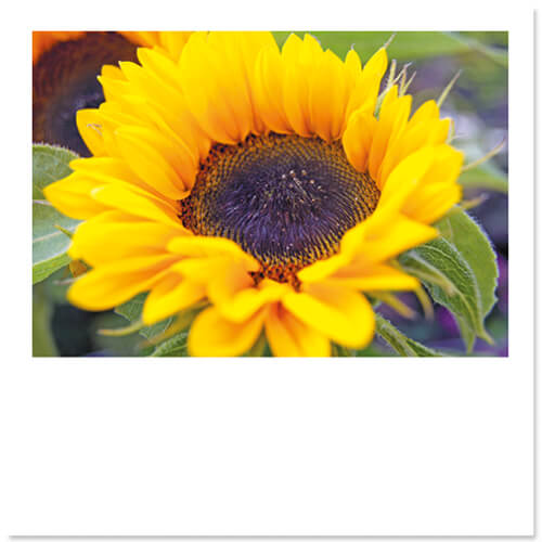Bloemenkaart met Zonnebloem