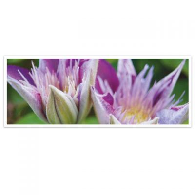 Kaart Clematis