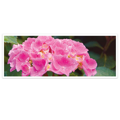 Bloemen kaart Hortensia roze bloeiend liggend