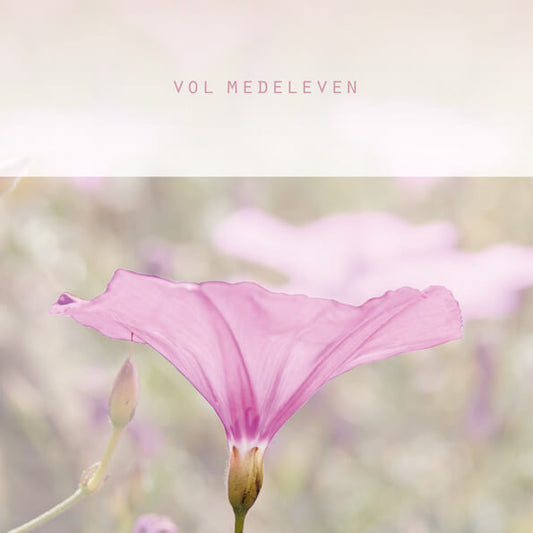 Condoleancekaart bloem klaproos, vol medeleven
