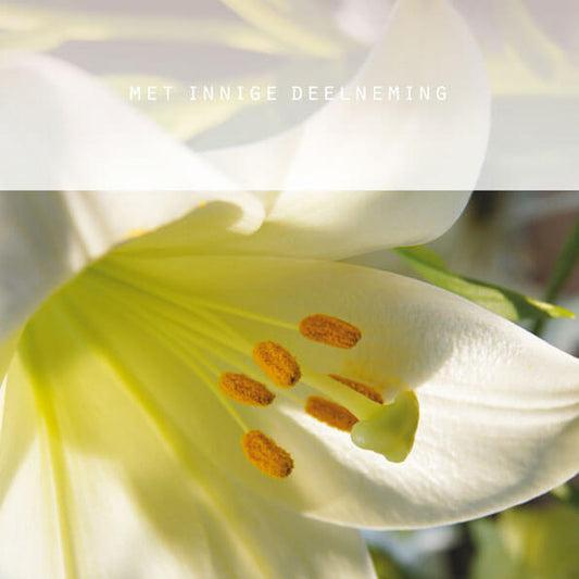 Condoleance kaart  bloemen Lelie, met innige deelneming