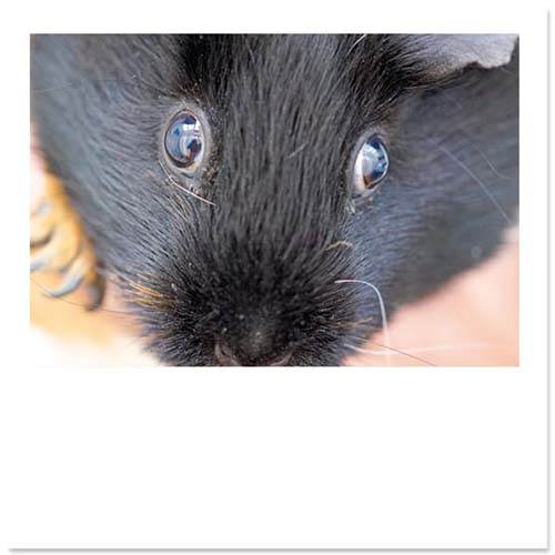 Dierenkaarten Cavia, huisdier