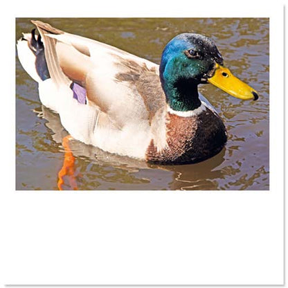 Dierenkaarten eendje
