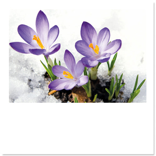 Bloemenkaart met krokussen in de sneeuw