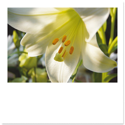 Bloemenkaart witte Lelie