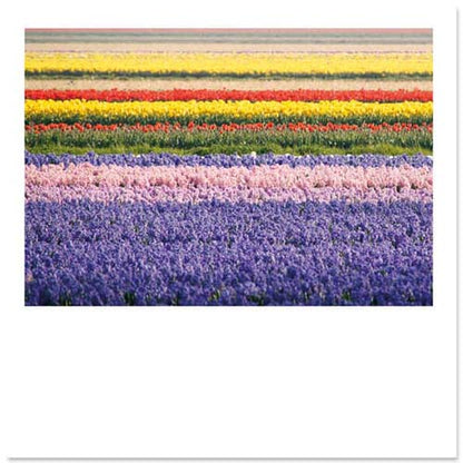 Kaart Bollenvelden met tulpen en hyacinten
