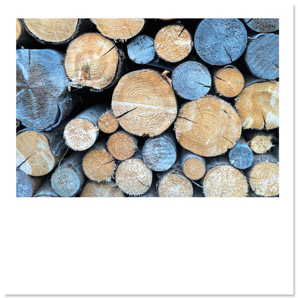 Kaarten Bomen, foto boomstammen