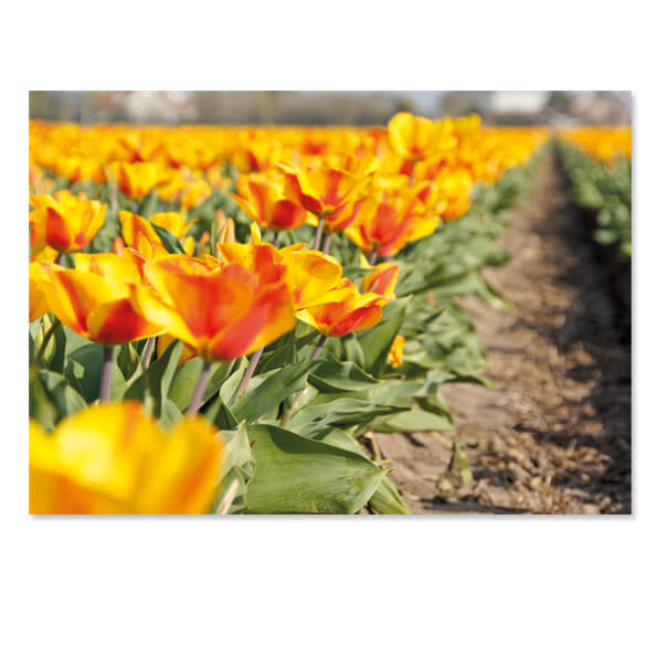 kaarten Bollenvelden tulpen 