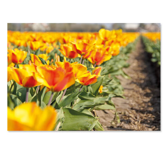 kaarten Bollenvelden tulpen 