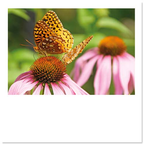 Kaarten bloemen en vlinders