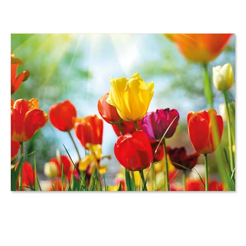 Kaart Tulpen in bloei in het voorjaar