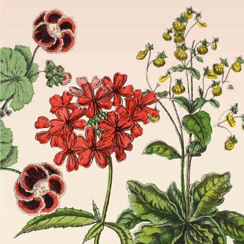 Bloemen kaart botanische tekening geranium