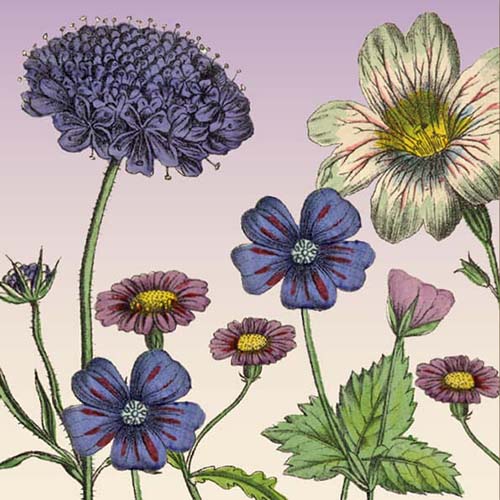 Bloemenkaart klassiek getekende bloemen paars roze