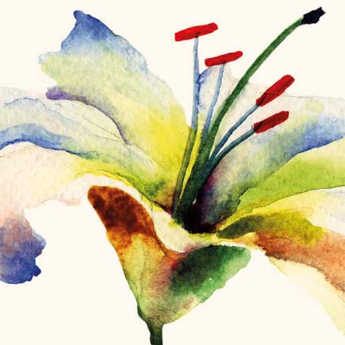 Bloemenkaart met  witte Lelie, aquarel