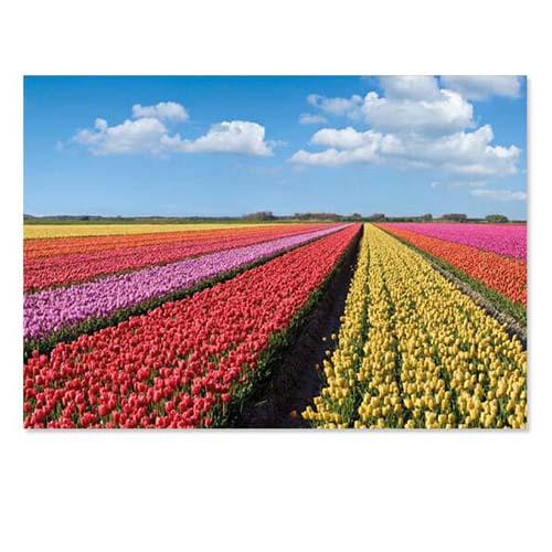 Kaart Bollenveld met bloeiende Tulpen, groot formaat