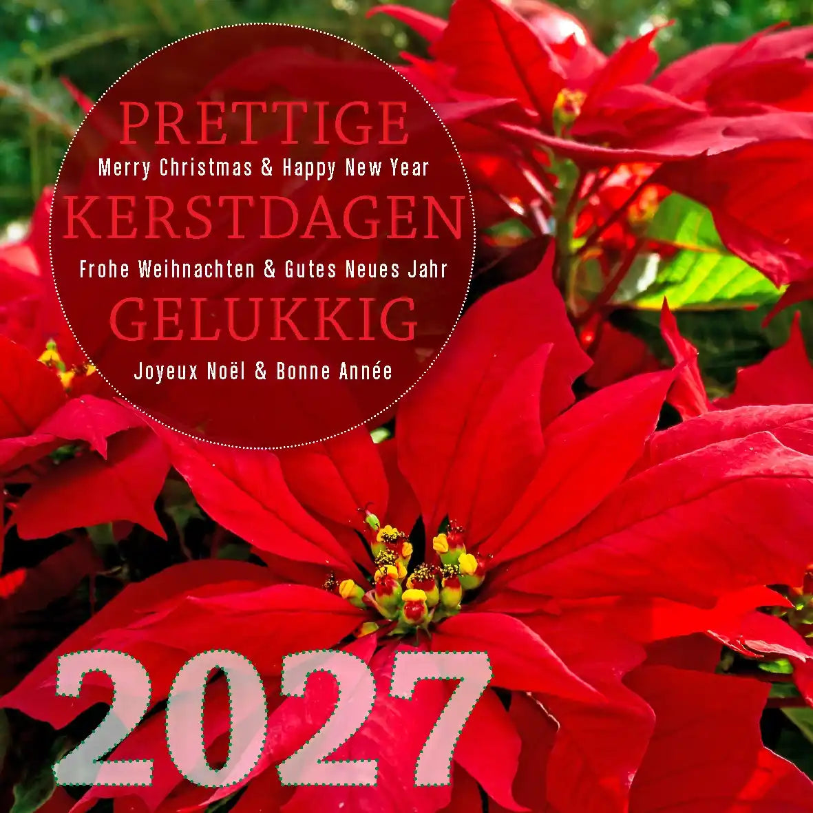 kerstkaart 2027 kerstster  rood, kerststerren plant, internationaal