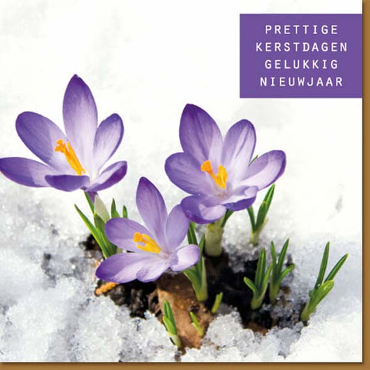 kerstkaart Rode kruis met foto van Krokussen in de sneeuw.