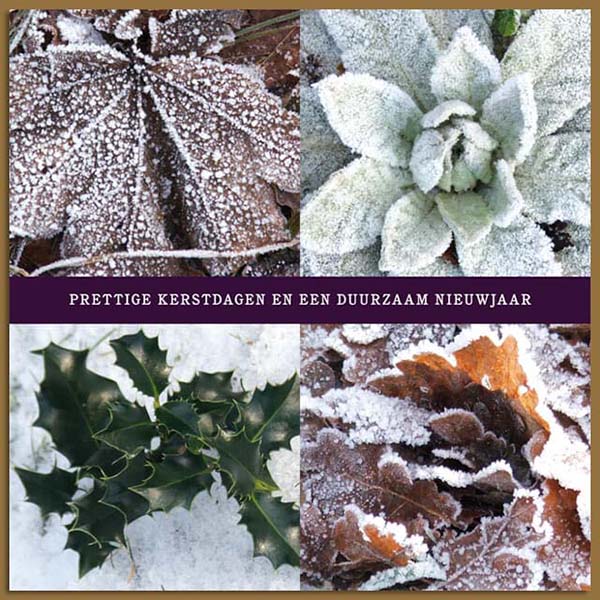 Kerstkaart met besneeuwde planten en bladeren