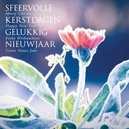 Kerstkaart met als Goed doel Make-a-wish,bloem onder de  winterse rijp