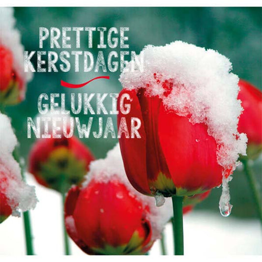 Kerstkaart goed doel Rode Kruis, besneeuwde Tulpen