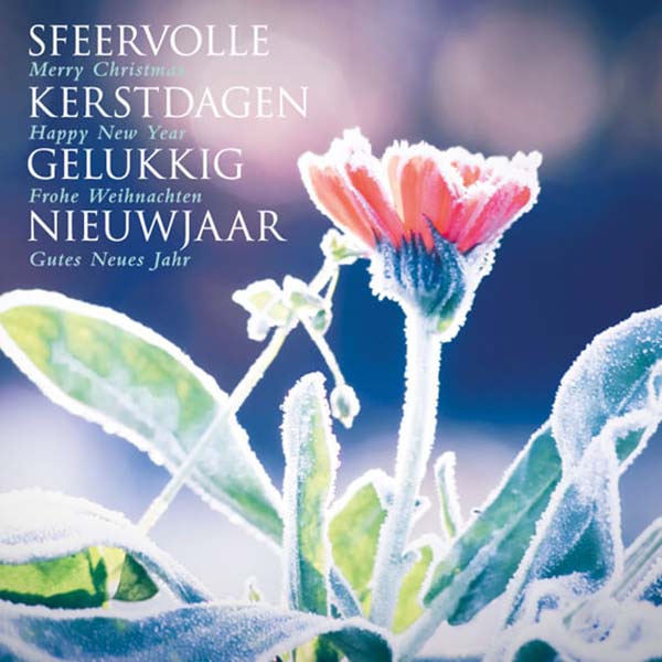 Kerstkaart met prachtige foto van bloem onder de rijp
