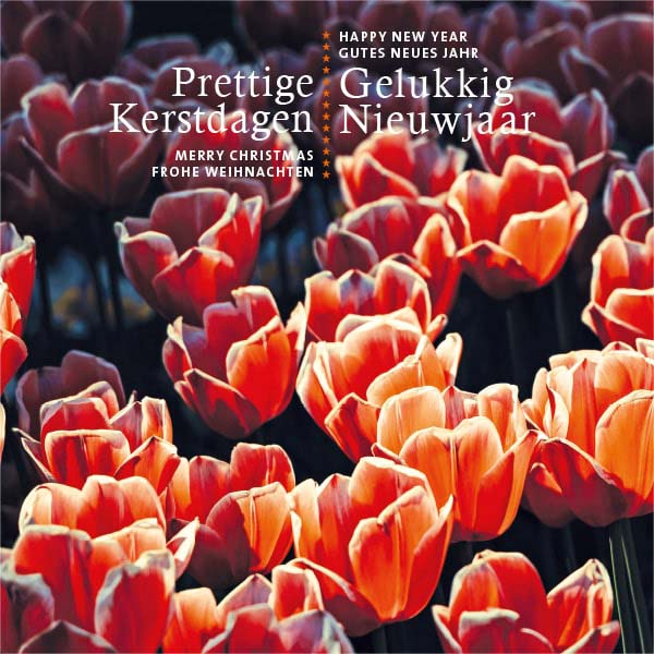 kerstkaarten bloemen, sfeervolle tulpen