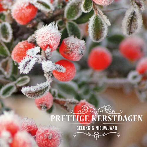 kerstkaart Make-a-Wish, besneeuwde takken.