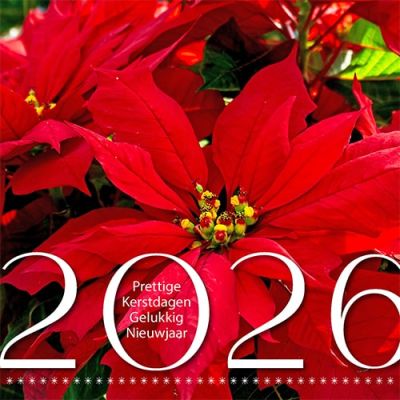 Kerstkaart 2025 bloemist kerstster plant 